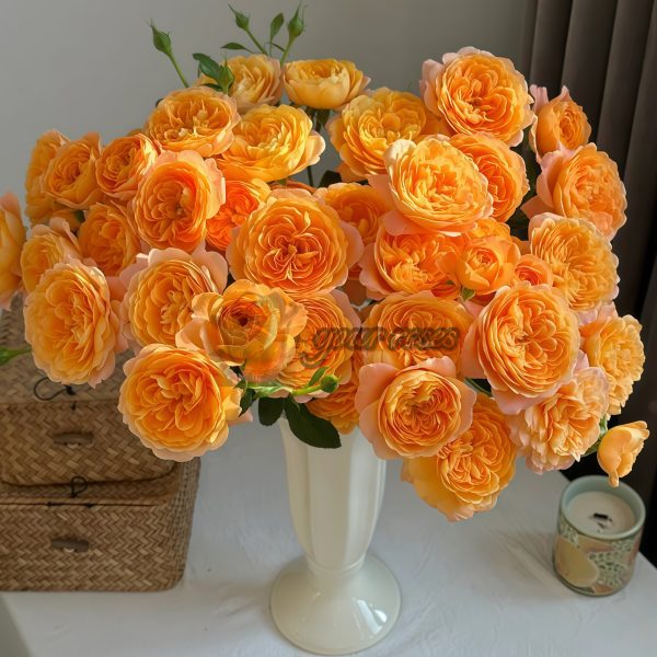JuicyTerrazza Rose for sale丨Your roses