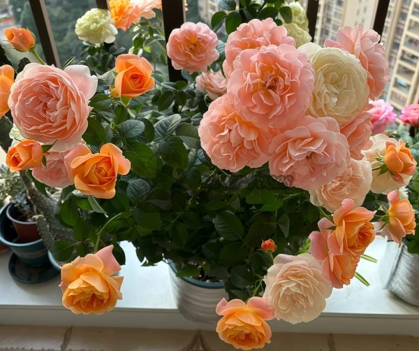 JuicyTerrazza Rose丨Your roses