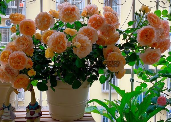 JuicyTerrazza Rose丨Your roses