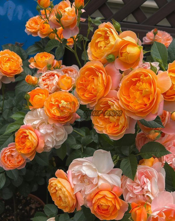 JuicyTerrazza Rose plant丨Your roses