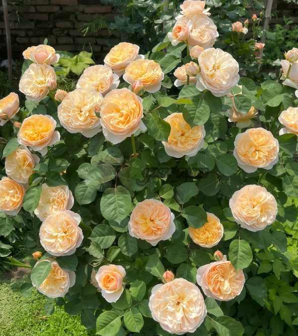 Juliet Rose plant丨Your roses