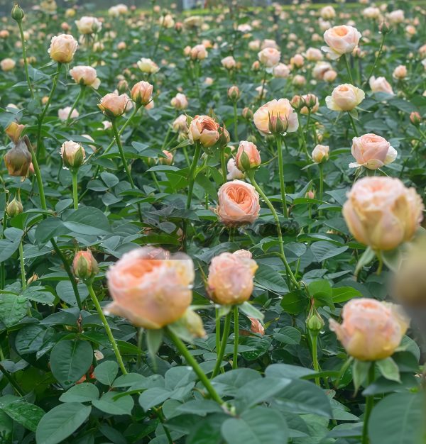 Juliet Rose丨Your roses
