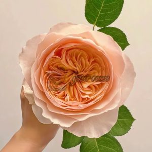 Juliet Rose for sale丨Your roses