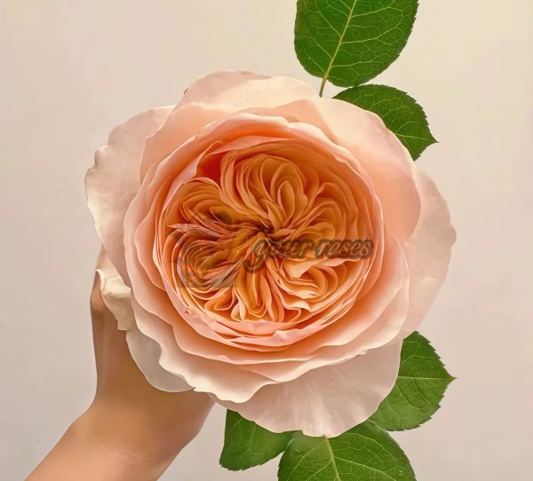 Juliet Rose for sale丨Your roses