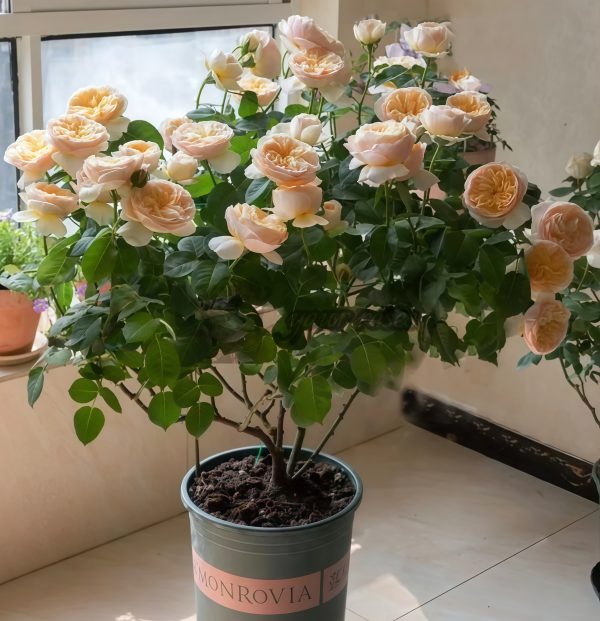 Juliet Rose丨Your roses