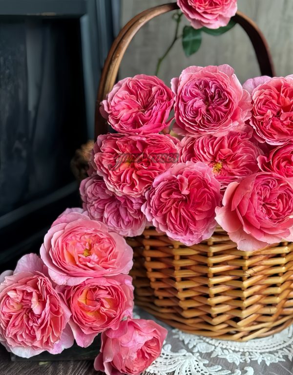 Kaori Kazari Rose plant丨Your roses