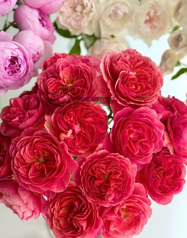 Kaori Kazari Rose for sale丨Your roses