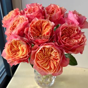 Kensington gardens Rose for sale丨Your roses