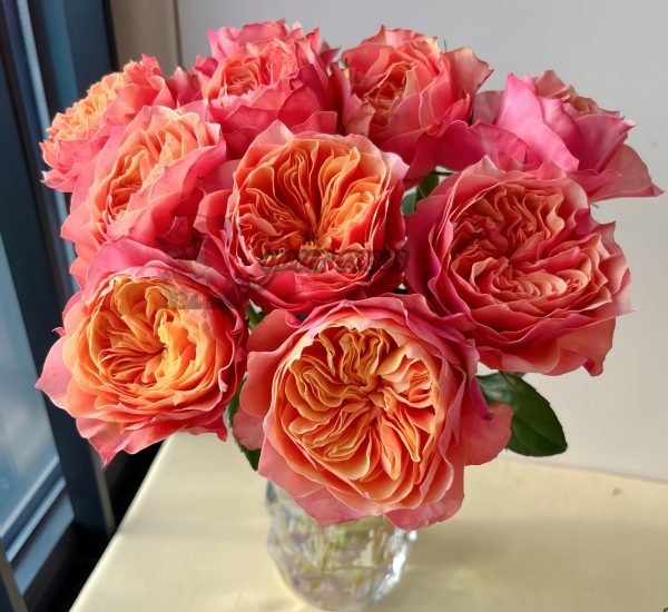 Kensington gardens Rose for sale丨Your roses
