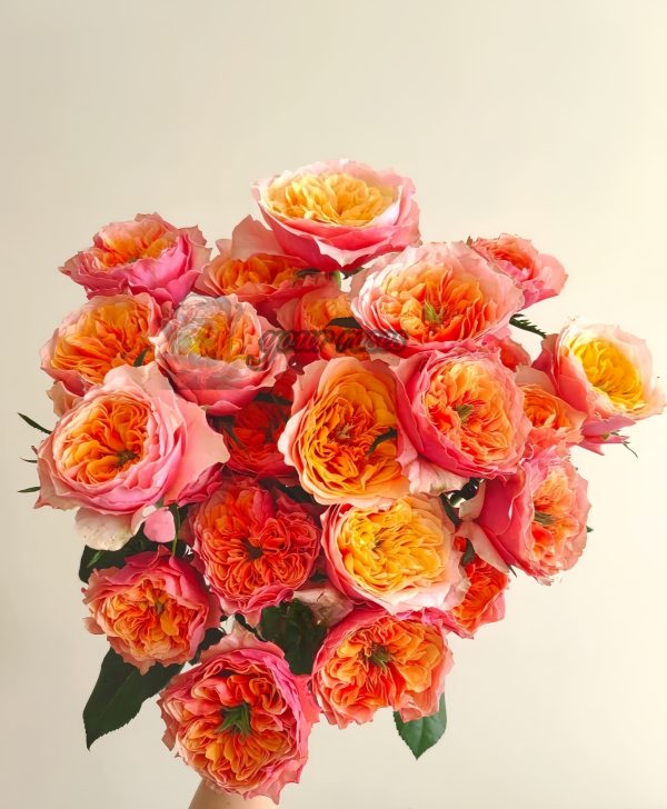 Kensington gardens Rose丨Your roses