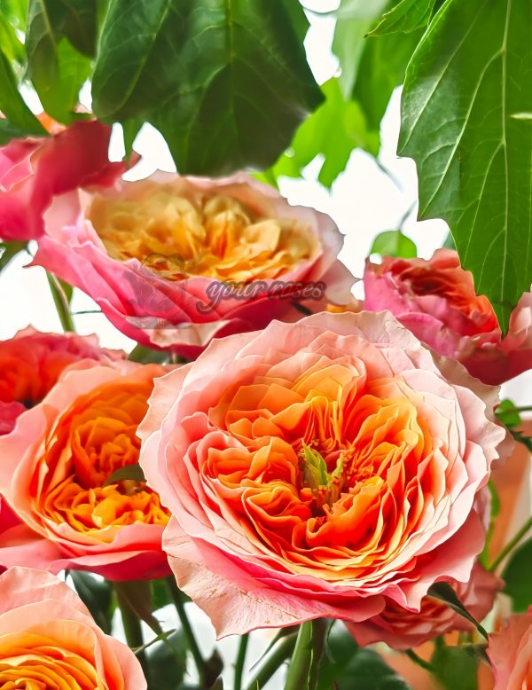 Kensington gardens Rose丨Your roses