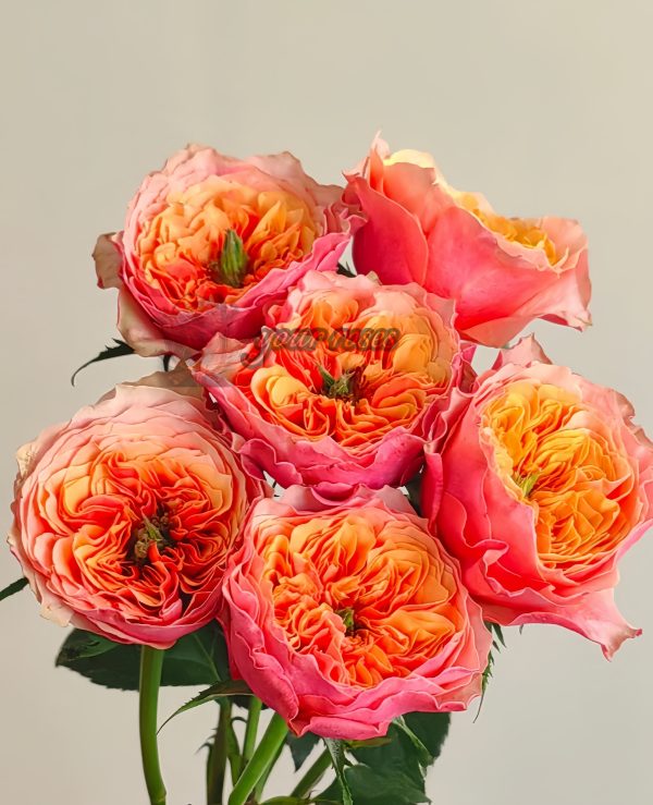 Kensington gardens Rose plant丨Your roses