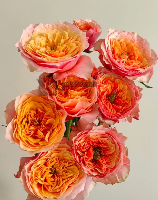 Kensington gardens Rose丨Your roses