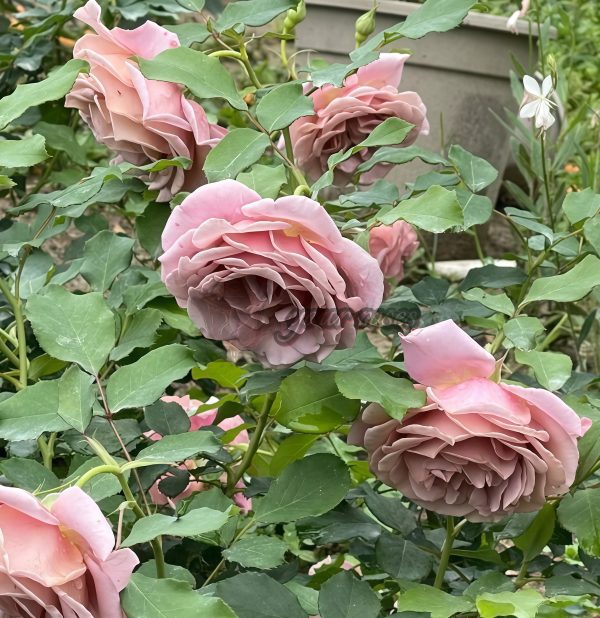 Koko Loco Rose丨Your roses