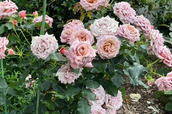 Koko Loco Rose for sale丨Your roses