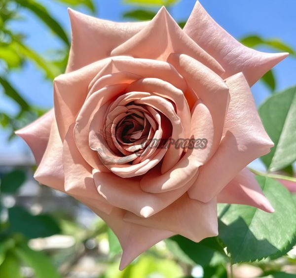 Koko Loco Rose丨Your roses