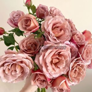 Koko Loco Rose丨Your roses