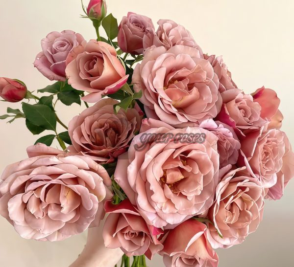 Koko Loco Rose丨Your roses