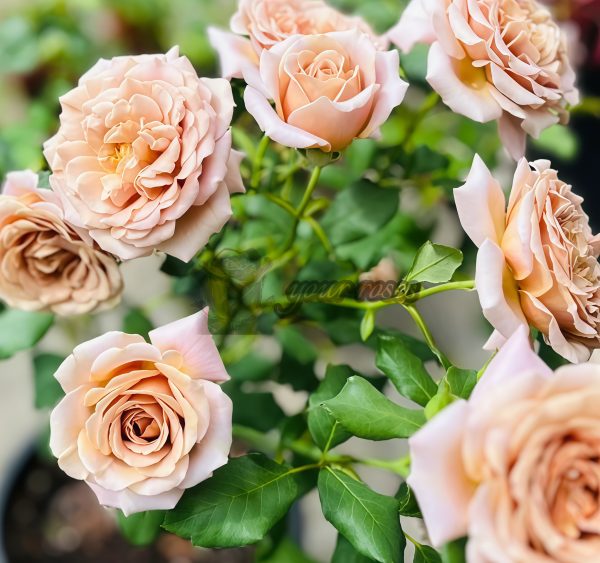 Koko Loco Rose plant丨Your roses