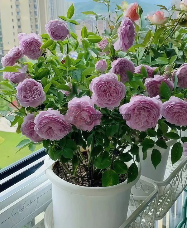 Kongmeng Rose plant丨Your roses
