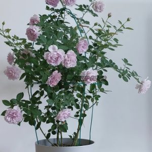 Kongmeng Rose丨Your roses