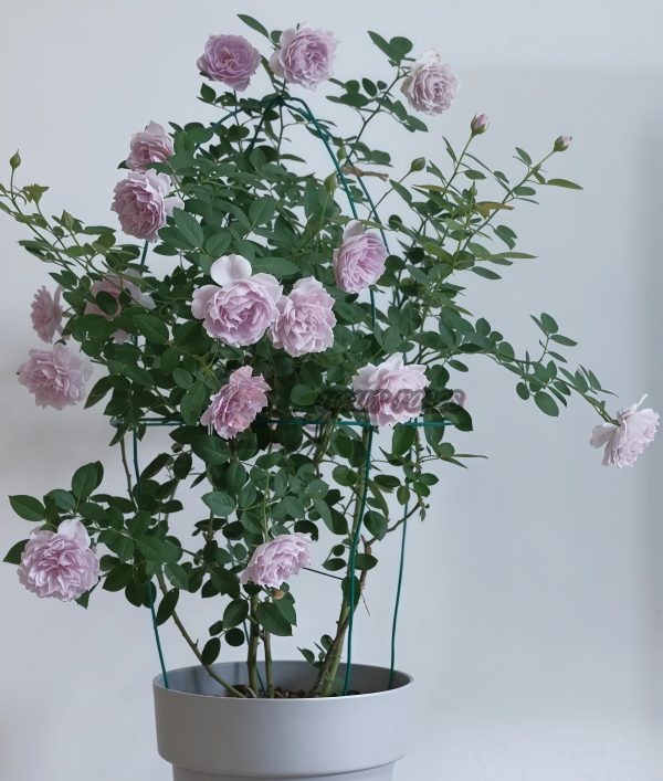 Kongmeng Rose丨Your roses