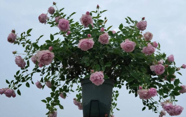 Kongmeng Rose丨Your roses