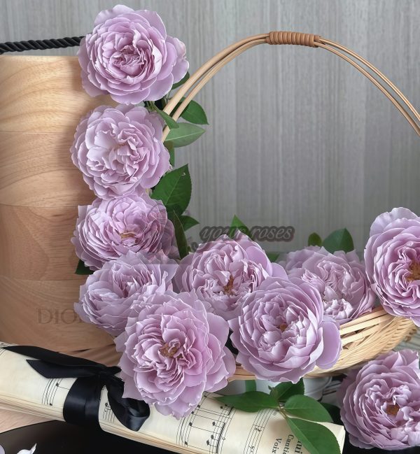Kongmeng Rose for sale丨Your roses