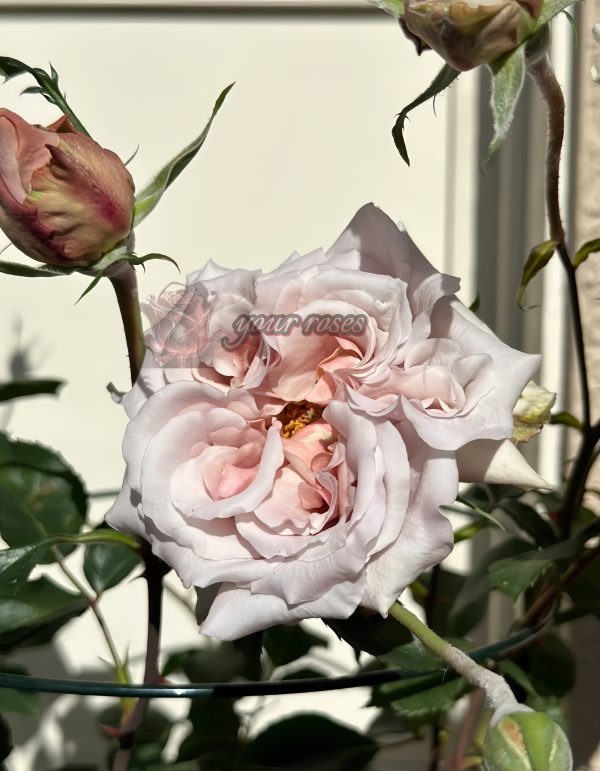 Latte art Rose for sale丨Your roses