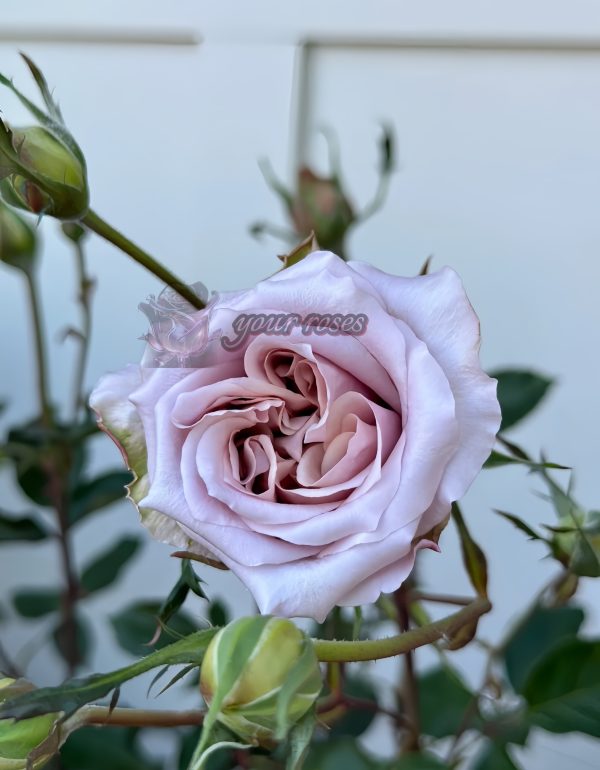Latte art Rose丨Your roses
