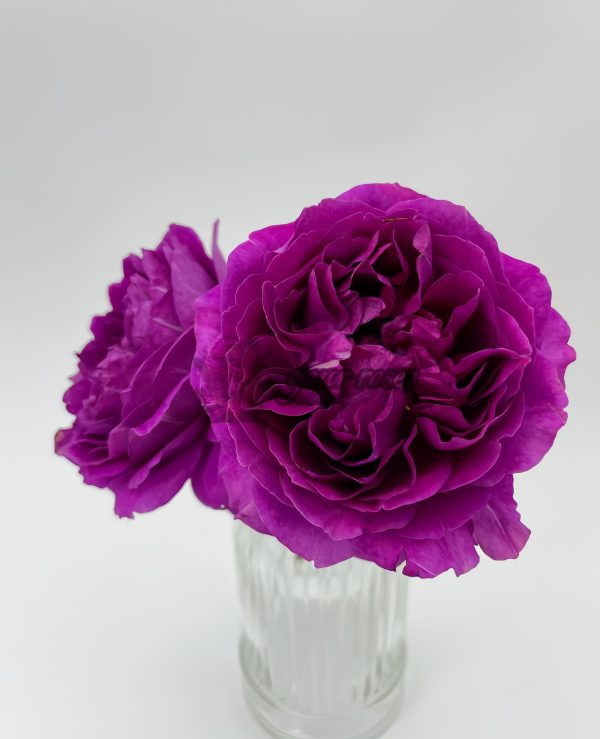 Le Tepms des Cerises Rose丨Your roses