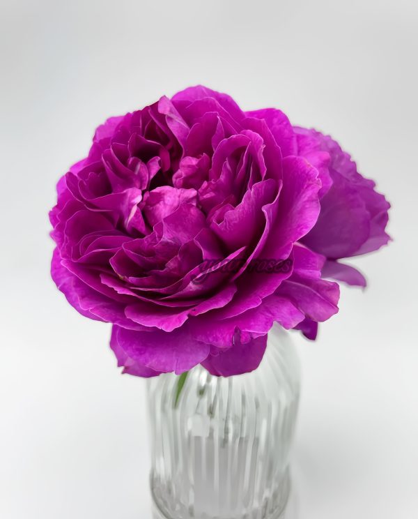 Le Tepms des Cerises Rose for sale丨Your roses
