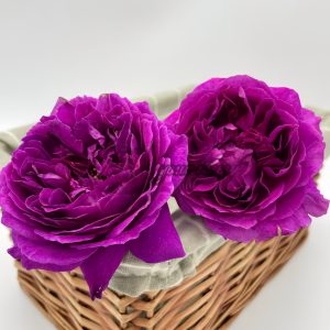Le Tepms des Cerises Rose丨Your roses