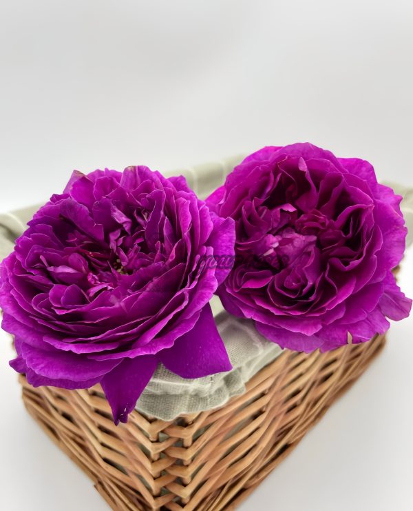 Le Tepms des Cerises Rose丨Your roses