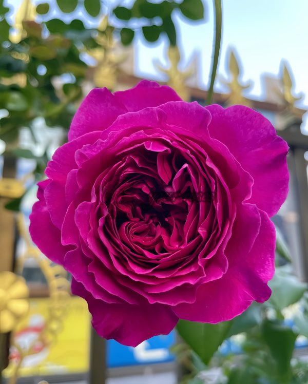 Le Tepms des Cerises Rose丨Your roses