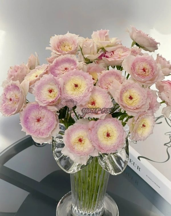 Listen Rose丨Your roses