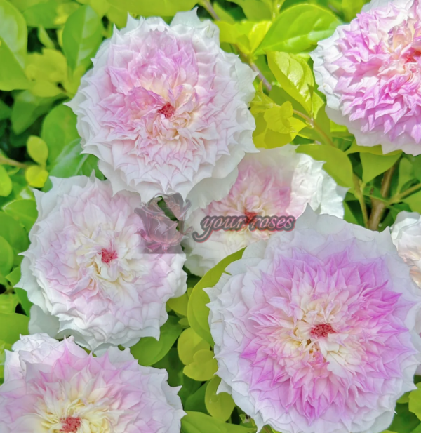 Listen Rose plant丨Your roses