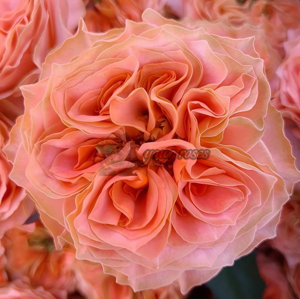 Living Coral Rose for sale丨Your roses
