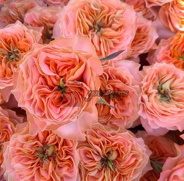 Living Coral Rose丨Your roses
