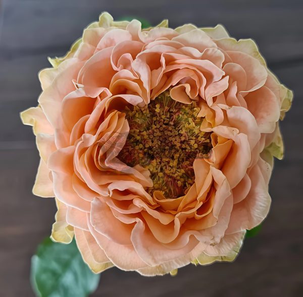 Living Coral Rose plant丨Your roses