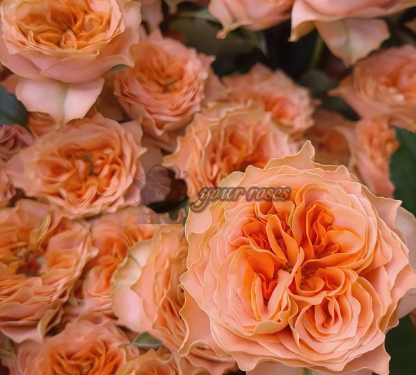 Living Coral Rose丨Your roses