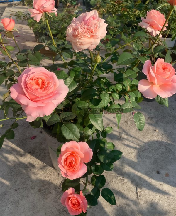 London Eye Rose丨Your roses