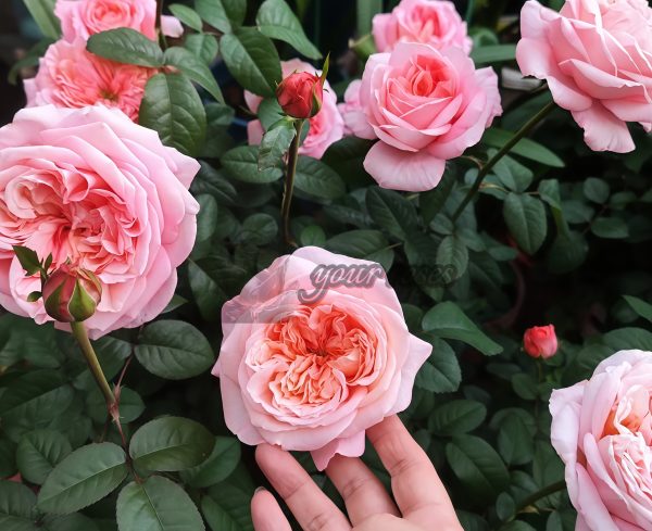 London Eye Rose plant丨Your roses