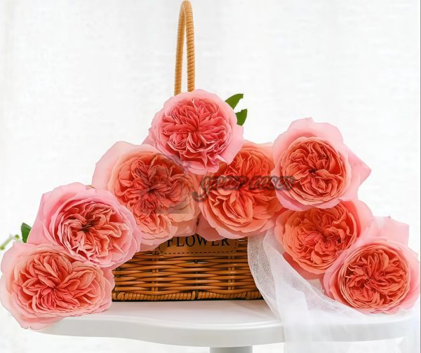 London Eye Rose丨Your roses