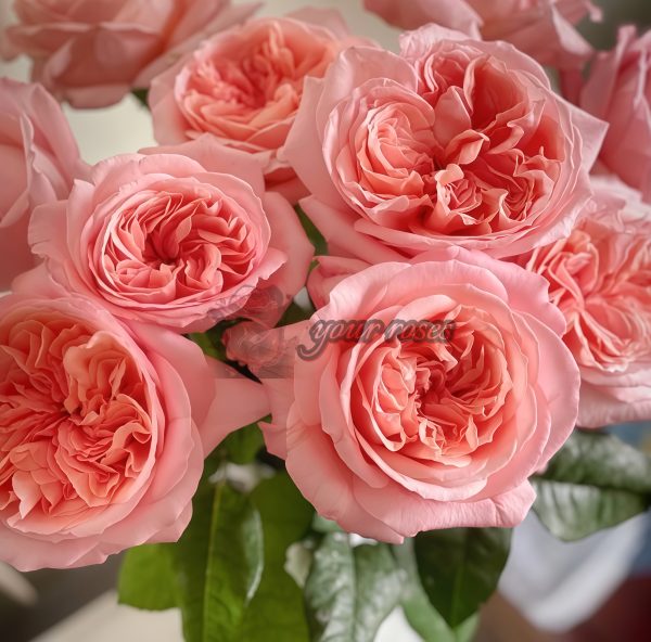 London Eye Rose丨Your roses
