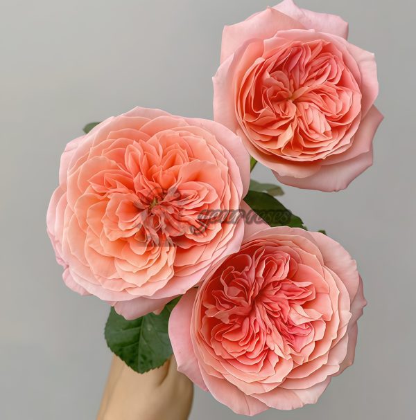 London Eye Rose for sale丨Your roses