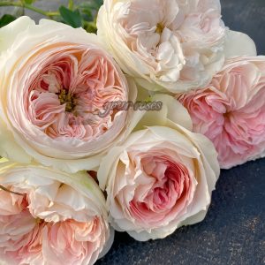 Lorena Summerhouse Rose丨Your roses