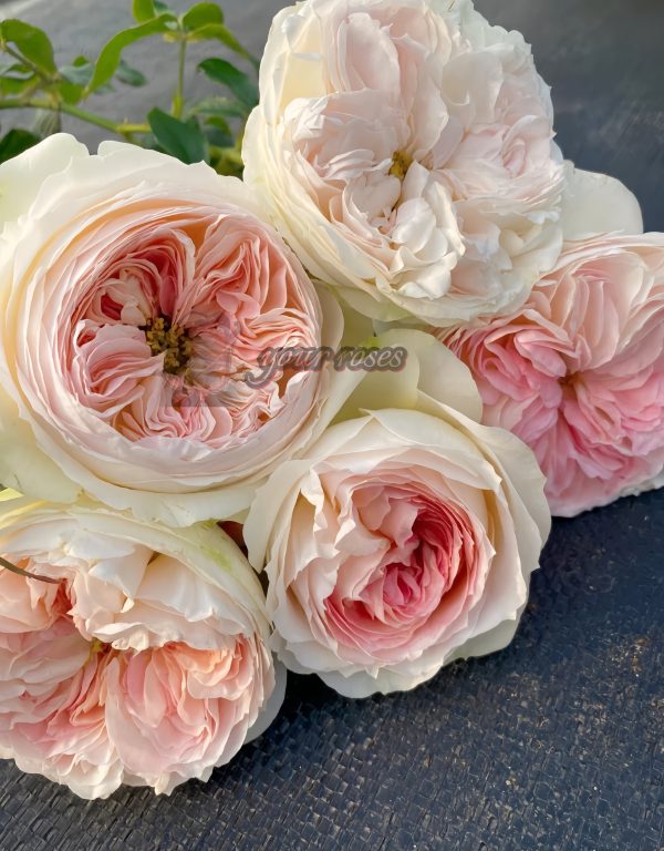 Lorena Summerhouse Rose丨Your roses