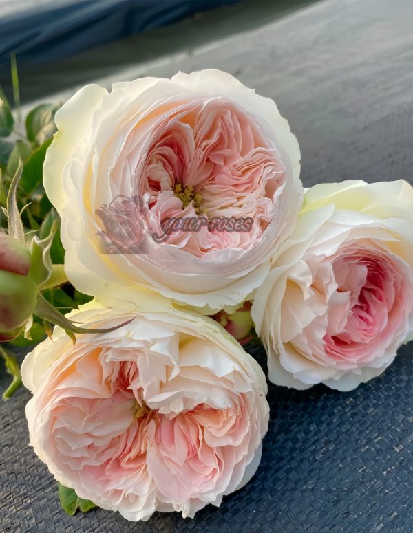 Lorena Summerhouse Rose丨Your roses