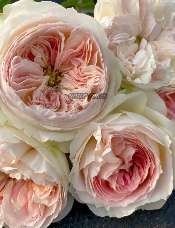 Lorena Summerhouse Rose丨Your roses